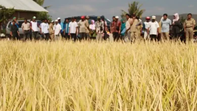 Padi Sumbawa Sumbang 33,95 Persen untuk Ketahanan Pangan di NTB