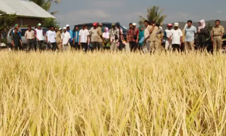 Padi Sumbawa Sumbang 33,95 Persen untuk Ketahanan Pangan di NTB