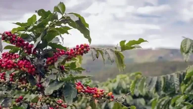 Komoditas Kopi Sumbawa Berkontribusi Besar untuk Kebutuhan Provinsi