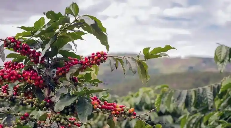 Komoditas Kopi Sumbawa Berkontribusi Besar untuk Kebutuhan Provinsi