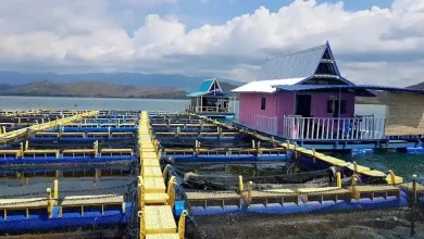 Kampung Nelayan Merah Putih di Pulau Bungin