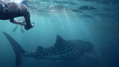 Menghitung Nilai Ekonomi Hiu Paus di Teluk Saleh