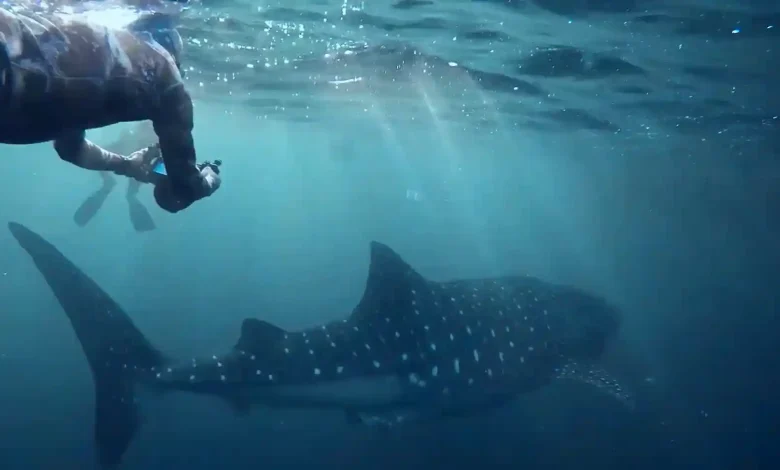 Menghitung Nilai Ekonomi Hiu Paus di Teluk Saleh