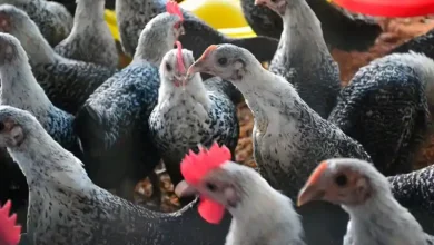 Proyek Unggas Berkelanjutan di Kabupaten Sumbawa