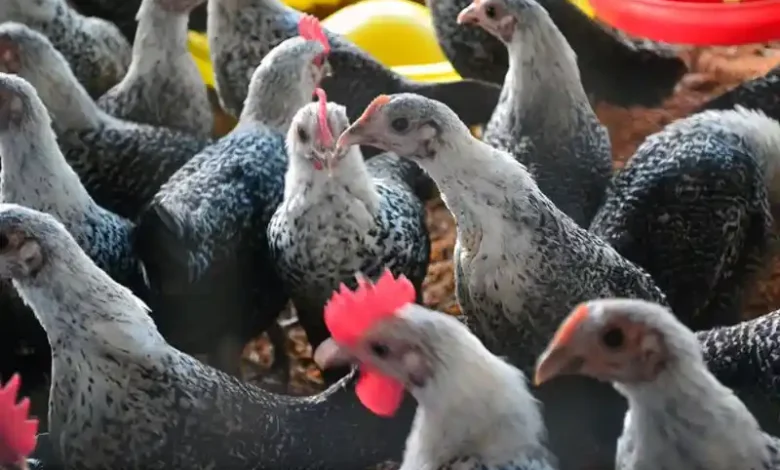 Proyek Unggas Berkelanjutan di Kabupaten Sumbawa