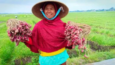 Petani Sumbawa Andalkan Benih Lokal untuk Produksi Bawang Merah