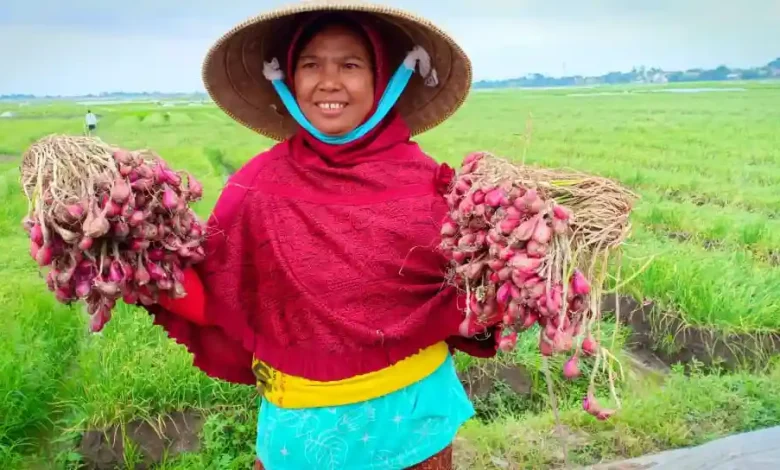 Petani Sumbawa Andalkan Benih Lokal untuk Produksi Bawang Merah