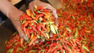 Pemkab Sumbawa Kembangkan Komoditas Strategis Bawang Merah dan Cabai