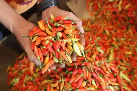 Pemkab Sumbawa Kembangkan Komoditas Strategis Bawang Merah dan Cabai