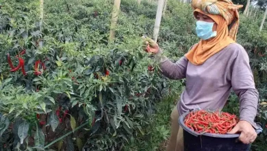 Pemkab Sumbawa Tingkatkan Produktivitas Petani