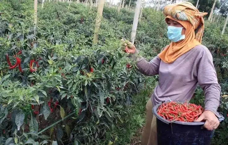 Pemkab Sumbawa Tingkatkan Produktivitas Petani