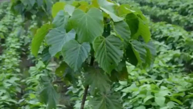 Pemkab Sumbawa Optimalkan Pemanfaatan Ribuan Hektare Lahan Kemiri