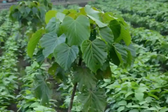 Pemkab Sumbawa Optimalkan Pemanfaatan Ribuan Hektare Lahan Kemiri