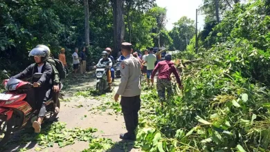 Pohon Tumbang Tutupi Jalan Suela - Sembalun