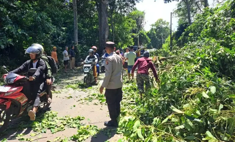 Pohon Tumbang Tutupi Jalan Suela - Sembalun