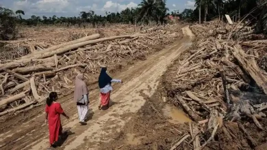 Korban Jiwa Banjir dan Longsor Sumatra