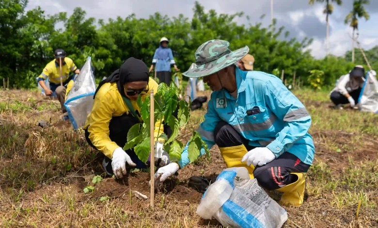 AMMAN Tanam 50 Ribu Lebih Bibit Pohon