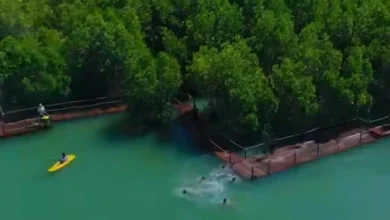 Ekowisata Bale Mangrove Jerowaru Lombok Timur