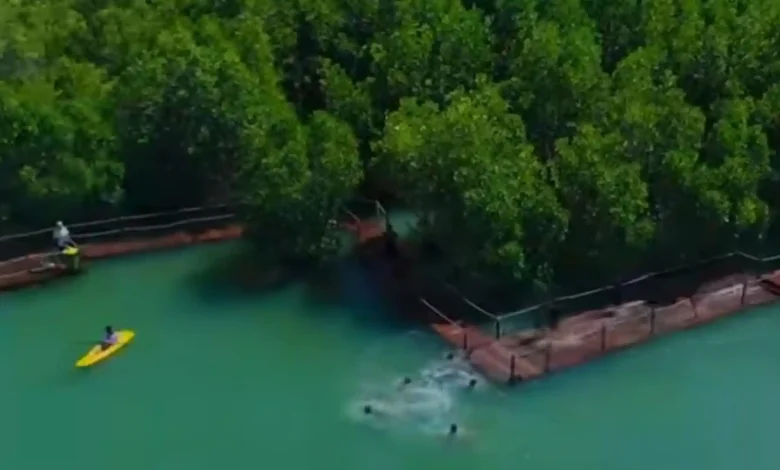 Ekowisata Bale Mangrove Jerowaru Lombok Timur