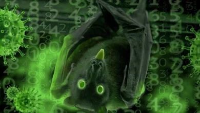 Ilustrasi kelelawar buah terinveksi Virus Nipah