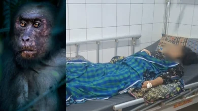 Warga Desa Pandan Indah Lombok Tengah Jadi Korban Gigitan Monyet Liar