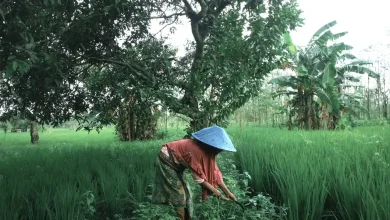 Petani di Lombok Tengah Tidak Dapat Bantuan Bibit Selama Empat Tahun