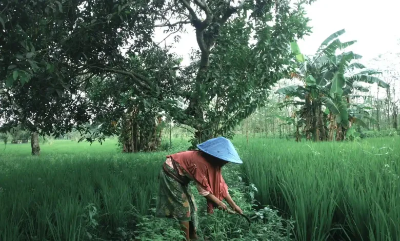 Petani di Lombok Tengah Tidak Dapat Bantuan Bibit Selama Empat Tahun