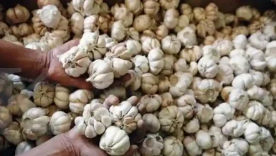 NTB Jadi Provinsi Penghasil Bawang Putih Terbesar Kedua Nasional 2025