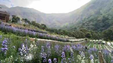 Taman Bunga Sembalun Montana Garden Destinasi Wisata Lombok Timur