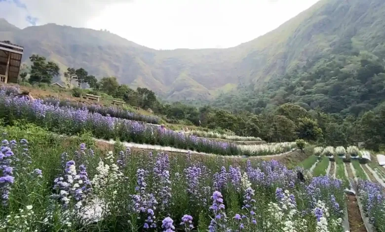 Taman Bunga Sembalun Montana Garden Destinasi Wisata Lombok Timur