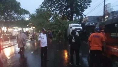 Dua Mobil Ringsek Tertimpa Pohon di Mataram