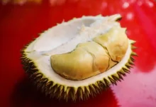 Ilustrasi buah Durian