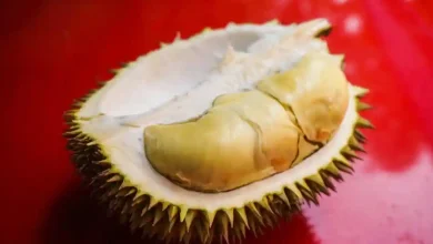 Ilustrasi buah Durian