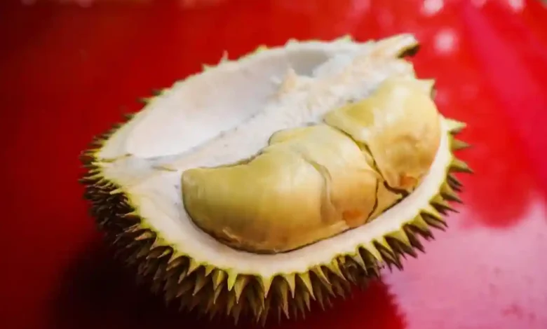 Ilustrasi buah Durian