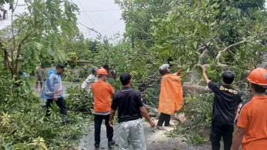 Pohon Tumbang di Sejumlah Wilayah Lombok Barat
