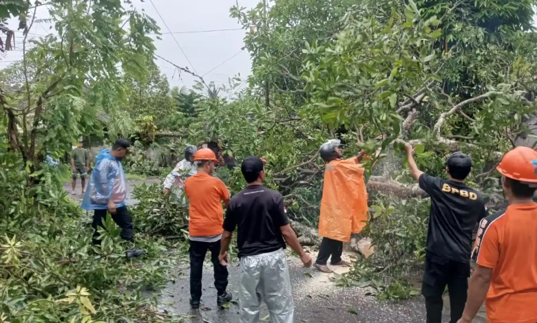 Pohon Tumbang di Sejumlah Wilayah Lombok Barat