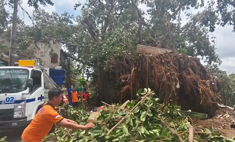 Pohon Tumbang di Kota Mataram Akibat Cuaca Ekstrem
