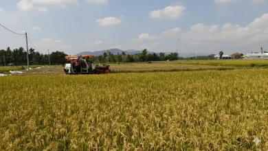 Lombok Tengah Jadi Lumbung Padi Terbesar NTB