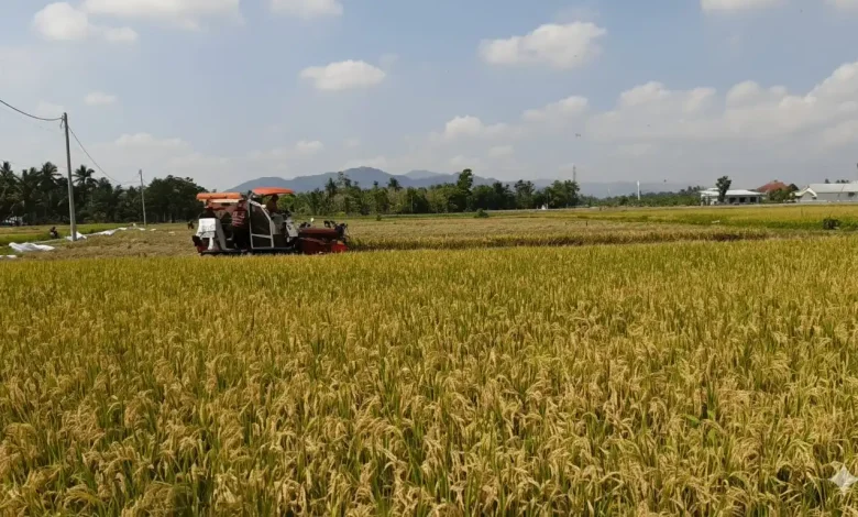 Lombok Tengah Jadi Lumbung Padi Terbesar NTB