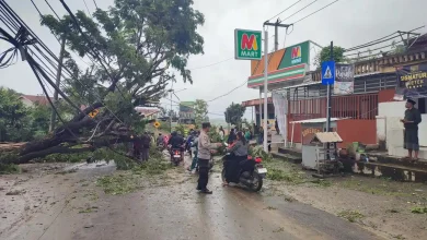 Pohon Tumbang Menimpa Kabel Listrik di Desa Prabu