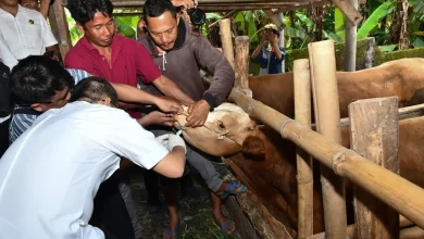 IKMM Hadirkan Inovasi Layanan Posyandu Ternak di Lombok Timur