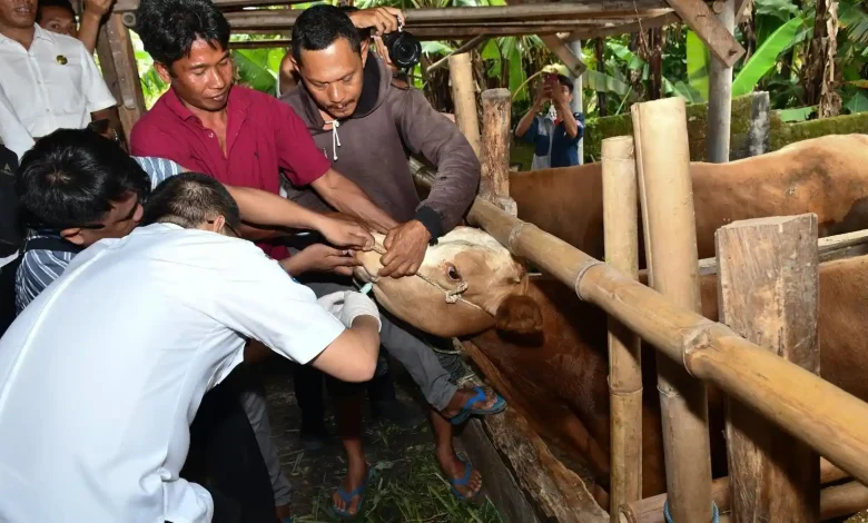 IKMM Hadirkan Inovasi Layanan Posyandu Ternak di Lombok Timur
