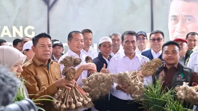 NTB Ditetapkan sebagai Sentra Bawang Putih Nasional