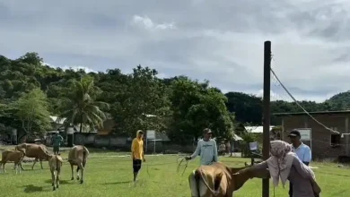 Vaksin PMK di Kabupaten Sumbawa