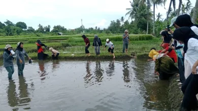 Belajar Tandur Padi dan Begasap Jadi Gebrakan Pariwisata Desa Anjani