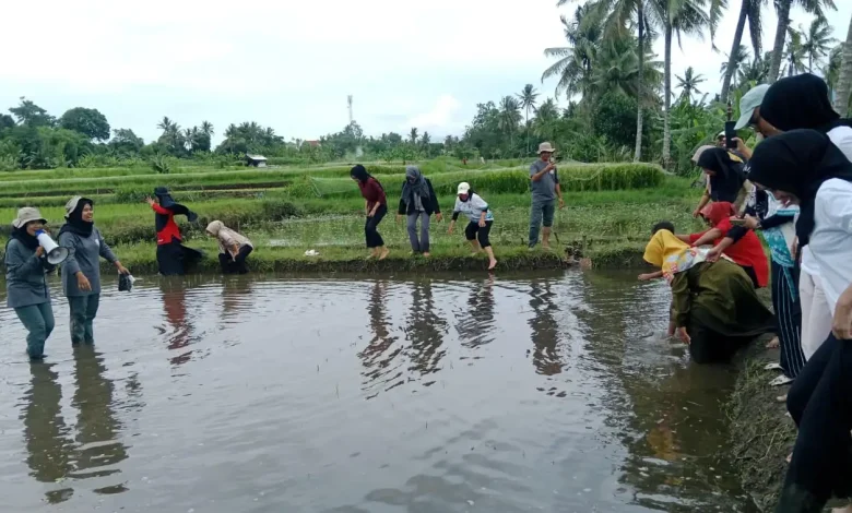 Belajar Tandur Padi dan Begasap Jadi Gebrakan Pariwisata Desa Anjani
