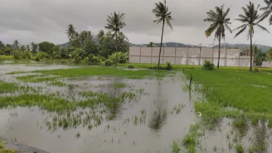 Lahan Sawah di Labuapi Terendam Banjir