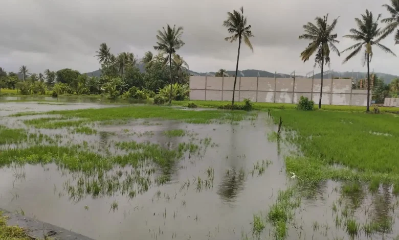 Lahan Sawah di Labuapi Terendam Banjir
