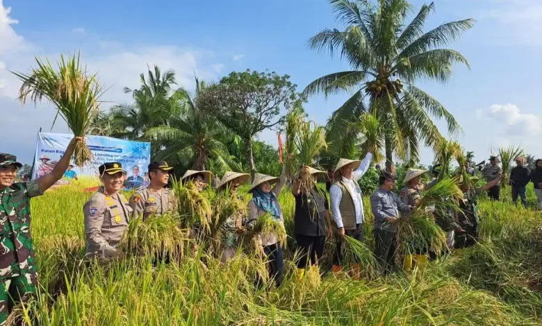 Kegiatan Panen Raya Padi di NTB