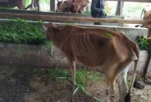 Ilustrasi ternak kurus